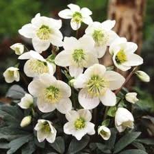 Flowers by louise darbojas pārtikas, dzērienu un tabakas ražošana, lauksaimniecības vairumtirdzniecība aktivitātēs. 50 Hellebores Ideas Lenten Rose Planting Flowers Beautiful Flowers