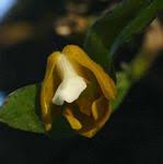 Image result for Polystachya greatrexii