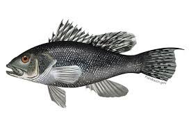 Black Sea Bass Noaa Fisheries