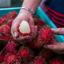 The skin ranges in color from red to black and is harder to tear apart. Eating Thai Fruit Demands Serious Effort But Delivers Sublime Reward The New York Times