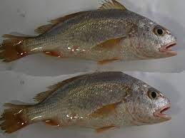 Resep dan cara membuat sup ikan patin asam manis. Resepi Buat Ikan Jeruk Resepikek Camored Com
