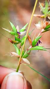 Image result for Elytrophorus spicatus