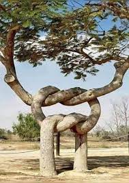 Pin By Kurdistan On Mix Unique Garden Art Unique Trees Beautiful Tree