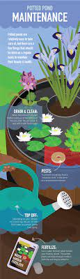 Generally, the art of creating pond pots is based on using floating leaf aquatics, oxygenating. How To Build And Maintain Potted Ponds Partselect Com