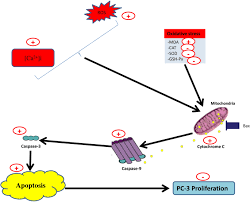 Image result for Phyllanthus muellerianus