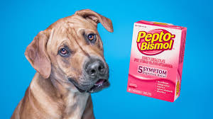 10 Facts You Should Know About Pepto Bismol For Dogs