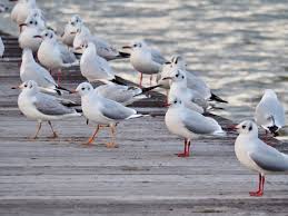 pin by yasuhiro kawase on nature 鳥虫giga beautiful birds cute birds sea theme