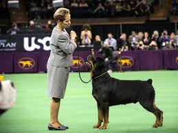 To celebrate the westminster dog show, we've found photos of the best in show winners throughout history. Dog Breeds That Have Never Won The Westminster Dog Show