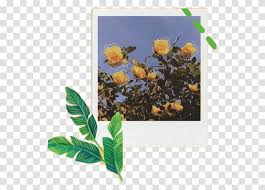 This is an ideal choice for yellow foliage plants in gardens zones 5 through 9. Green Leaves Yellow Flower Line Aesthetic Greenaesthetic Wallpaper Leaf Plant Potted Plant Vase Transparent Png Pngset Com