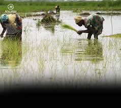 Image result for Oryza barthii