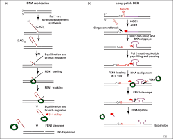 Dna Base Excision Repair A Mechanism Of Trinucleotide Repeat Expansion Sciencedirect