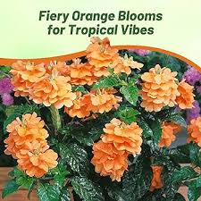 Image result for Crossandra pyrophila