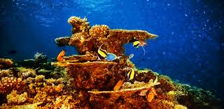 For many people, math is probably their least favorite subject in school. A Quiz About Marine Life Proprofs Quiz
