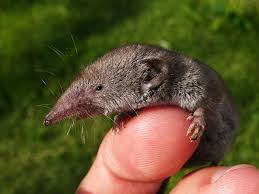 La Musaraigne Petite Mais Grande Alliee Animaux Etranges Bebes Animaux Mignons Animaux