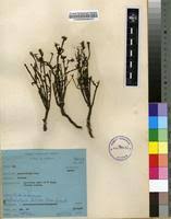 Image result for Portulaca foliosa