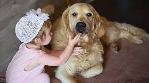 Lillie's keendog progression from 7 weeks to 19 weeks of age. Best Golden Retriever Training Books Top 5 Reviewed 2021 My Golden Retriever