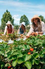 Fruit unbeatable farm clearance