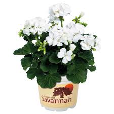 Image result for Pelargonium whytei