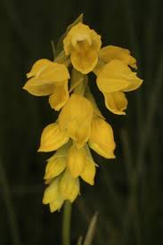 Image result for Schizochilus sulphureus