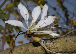 Image result for Bauhinia bowkeri