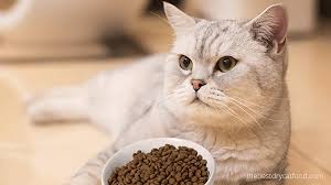 The first 16 ingredients are all named proteins, composed mostly of chicken and turkey but with flounder, mackerel, sardines, and herring added to the mix. Best Grain Free Dry Cat Food 2021 Latest Reviews Never Seen Before