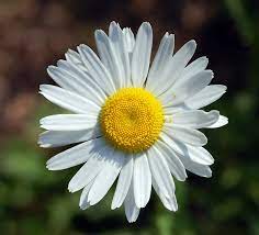 A wild flowering plant bellis perennis of the asteraceae family, with a yellow head and white petals. Moon Daisy Definition And Synonyms Of Moon Daisy In The English Dictionary