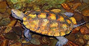 Strong swimmers, they inhabit flowing streams, rivers, canals and other bodies of water in japan. Japanese Pond Turtle Turtle Pond Turtle Tortoises