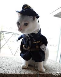 Combining Your Passions And Talents To Create High Quality Content Three Chatty Cats Cats Cute Cats Cute Animals