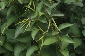 Image result for Vincetoxicum