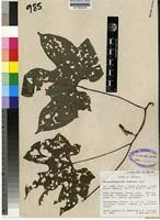 Image result for Dioscoreophyllum