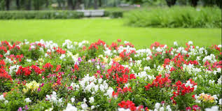 Come and enjoy yourselves at the flower garden!pic.twitter.com/wnucchigym. 14 Easiest Flowers To Grow Easy Flowers For Beginner Gardeners