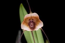 Dracula kareniae | Species from Ecuador ...