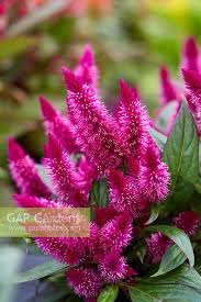 Images Found For Celosia Gap Gardens Page 2