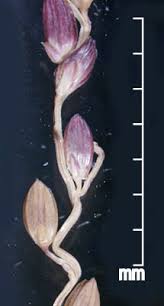 Image result for Digitaria abyssinica