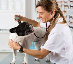 Find 182 listings related to pet care clinic in lincoln park on yp.com. Veterinarians In Chicago Il Vca Misener Holley Animal Hospital