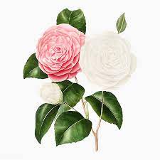 Pink Camellia Rose Flower Vector Premium Image By Rawpixel Com Flower Illustration Flowers Rose Flower