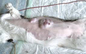 Types of feline skin cancers. Stages Of Breast Cancer In Cats Mammary Tumors In Cats