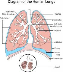 lungs diagram how do we breathe lungs and pleura