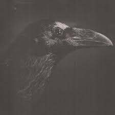 Image result for blackqirex