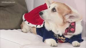 Repman home reared gorgeous beautiful french bulldogs. Corgis Will Take Over Riverside Park At The End Of The Month Myfoxzone Com