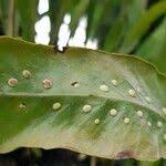 Image result for Microsorum pappei