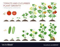Tomato And Cucumber Plants Growth Stages Infographic Elements In Flat Design Planting Process From Seeds Sprout To R Plant Growth Cucumber Plant Tomato Plants