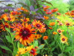 Maybe you would like to learn more about one of these? Perennial Beauty The Farmer S Daughter