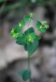 Image result for Erythrococca kirkii