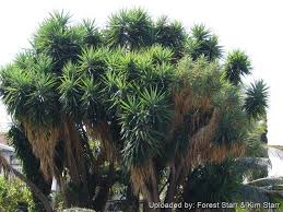Image result for Yucca gigantea