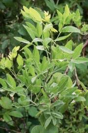 Image result for Steganotaenia