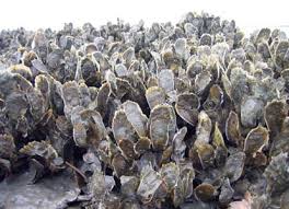 2013 Annual Report for web.indd