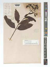 Image result for Gaertnera