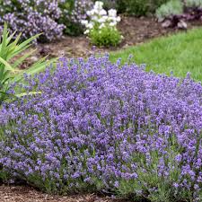 An evergreen perennial, lavender 'munstead' is a classic english lavender for u.s. Lavandula Angustifolia Munstead Walters Gardens Inc