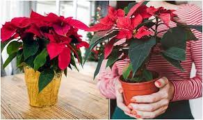 Poinsettia Care Tips: How To Keep Your Plant Alive This Christmas - Common  Mistakes | Express.co.uk